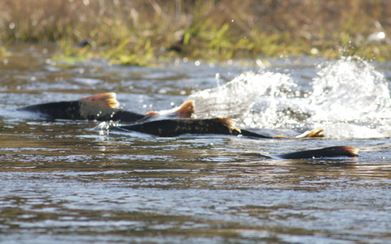 King salmon / Dan Cook (U.S. Fish and Wildlife Service)