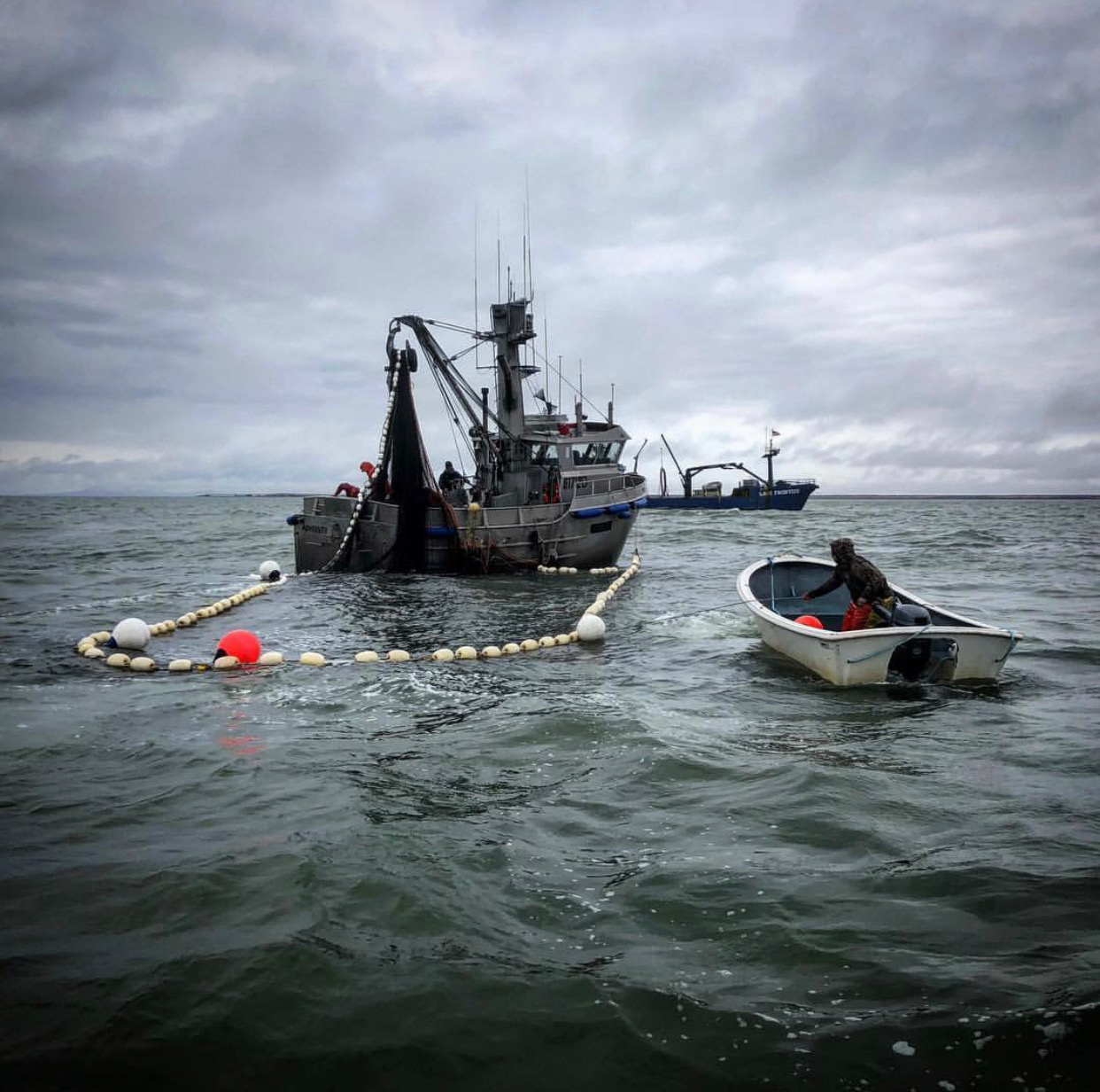 Seining for herring in Togiak, Bristol Bay, Alaska. Photo by Blake Benson.